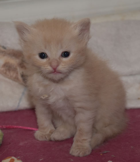sibirisk katt
